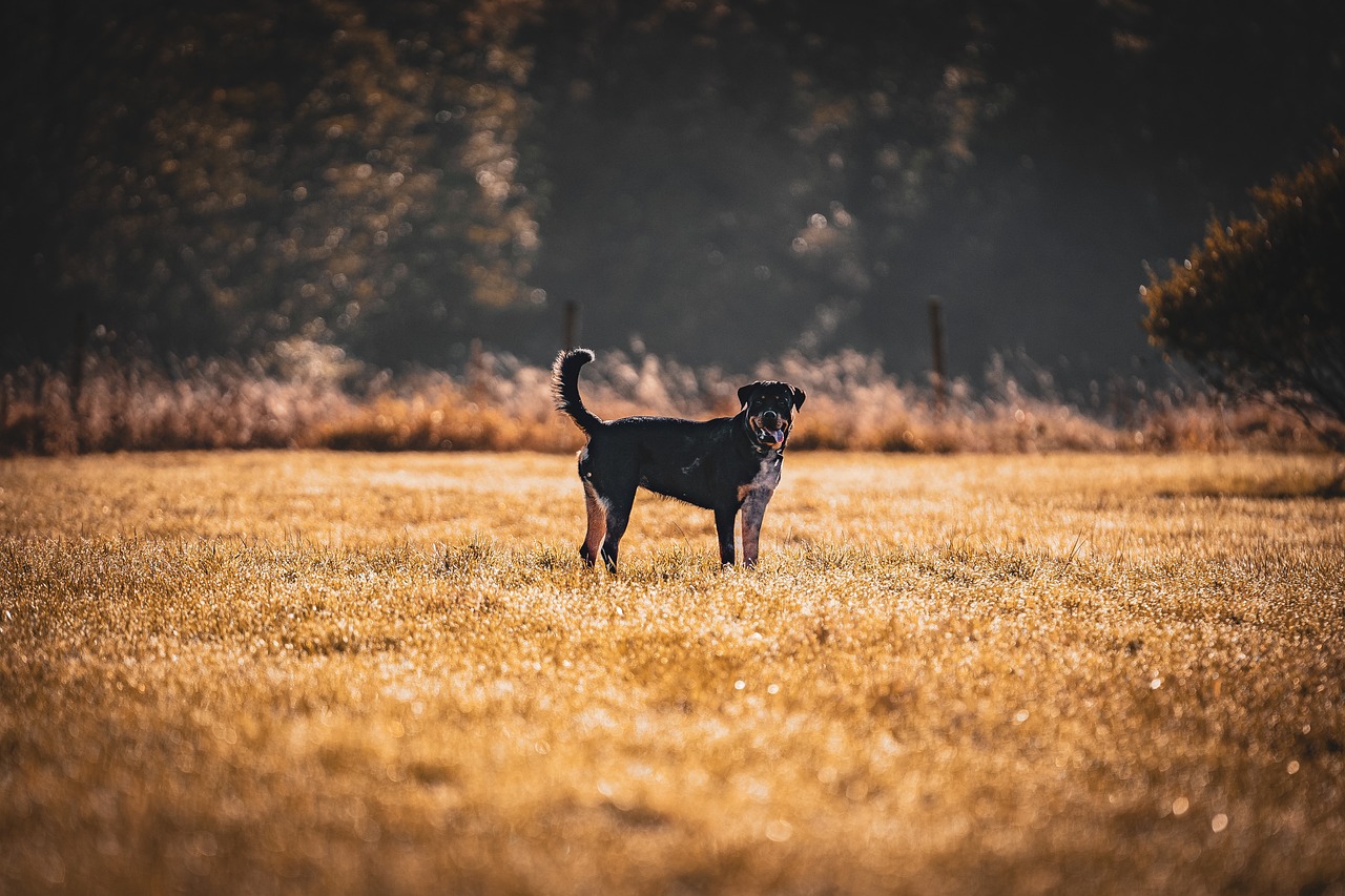 The Characteristics of the Rottweiler - A Comprehensive Guide